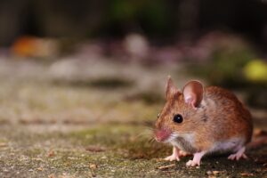 3 astuces pour venir à bout des souris dans sa maison